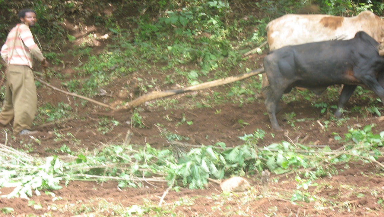 A cow pulling a stick

Description automatically generated with medium confidence