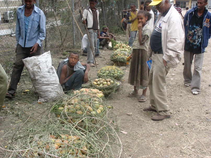 A group of people standing next to a pile of vegetables

Description automatically generated