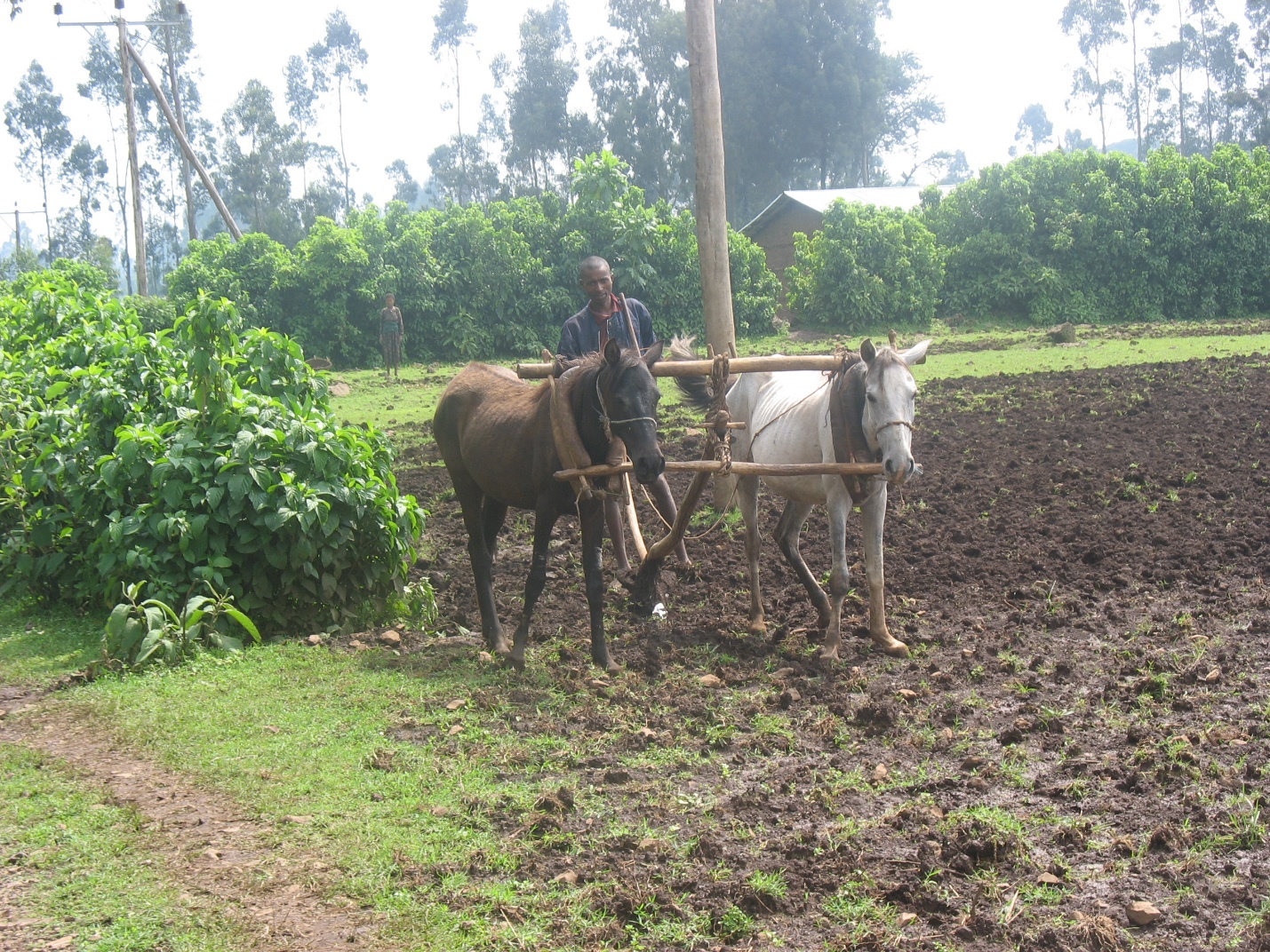 A person plowing a field with a horse

Description automatically generated