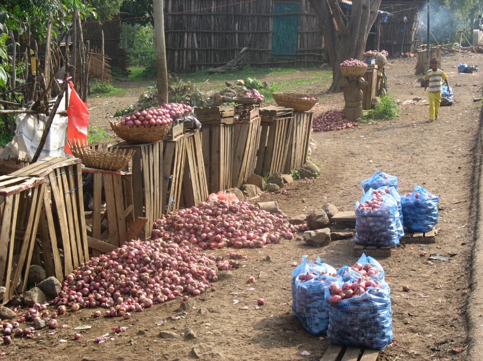 A pile of onions on the ground

Description automatically generated